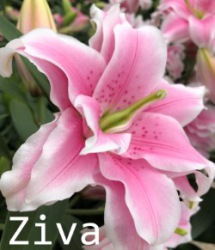 Ziva