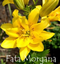 Fata-Morgana