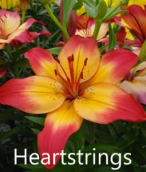Heartstrings