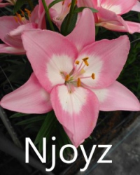 Njoyz