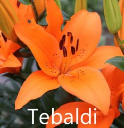 Tebaldi