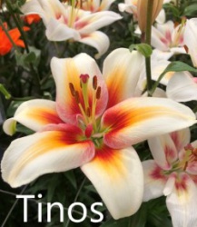 Tinos