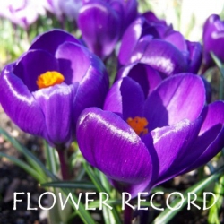 Flower-Record