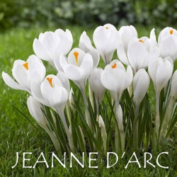 Jeanne-D'arc