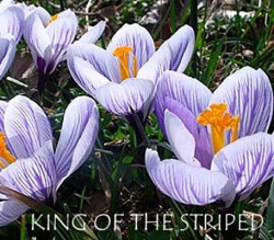 King-Of-The-Striped