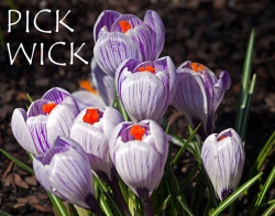 Pickwick