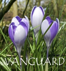 Vanguard