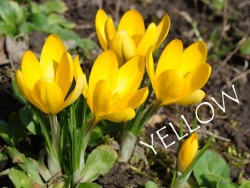 Yellow (Mammuth)