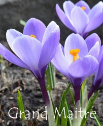 grand-maitre