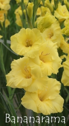 Bananarama