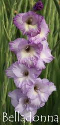 Belladonna