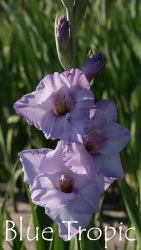 Blue-Tropic