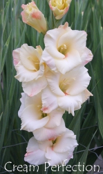 Cream-Perfection