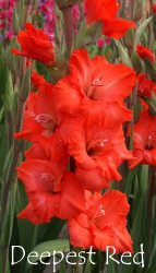 Deepest-Red