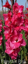Fairytale-pink-(=la-jolla)