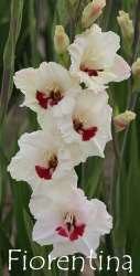 Fiorentina