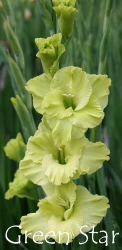 Green-Star