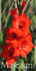 Mascagni
