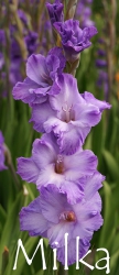 Milka