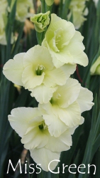 Miss-Green