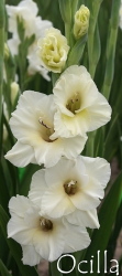 Ocilla