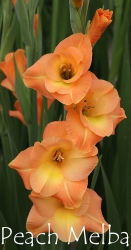 Peach-Melba