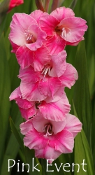 Pink-Event