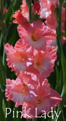 Pink-Lady
