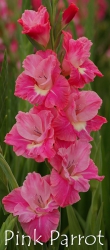 Pink-Parrot-=-Porterdale