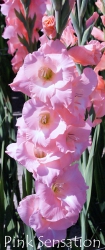 Pink-Sensation