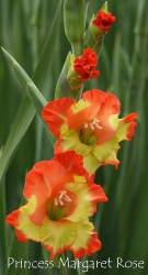 Princess-Margaret-Rose