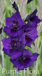 Purple-Flora