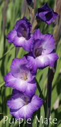 Purple-Mate
