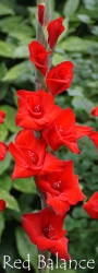 Red-Balance