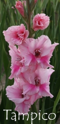 Tampico