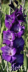 Violetta