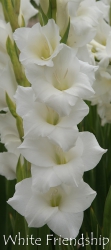 White-Friendship