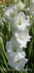 White-Prosperity
