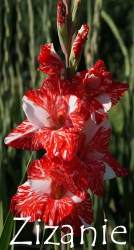 Zizanie