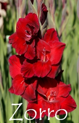 Zorro