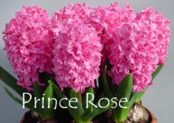 Prince-Rose