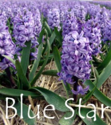 blue-star