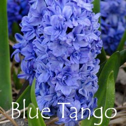 blue-tango