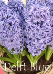 delft-blue