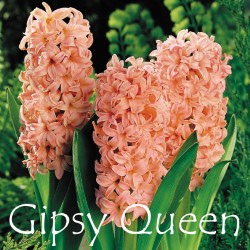 gipsy-queen