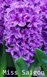SONY DSC