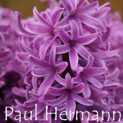 paul-hermann