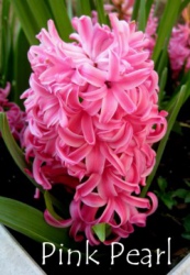 pink-pearl