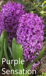 purple-sensation