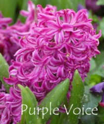purple-voice